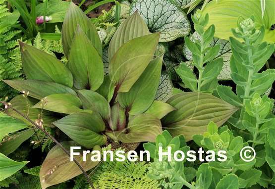 Hosta First Blush